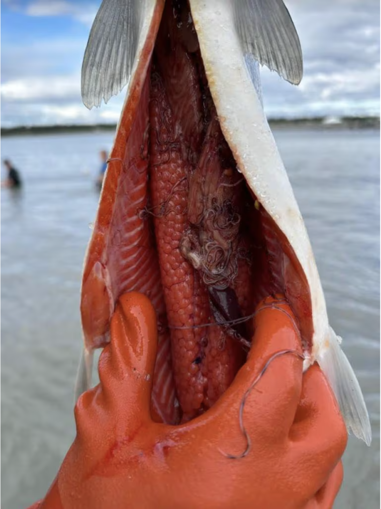 Salmon belly, slit open, full of worms